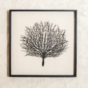 Sea Fans